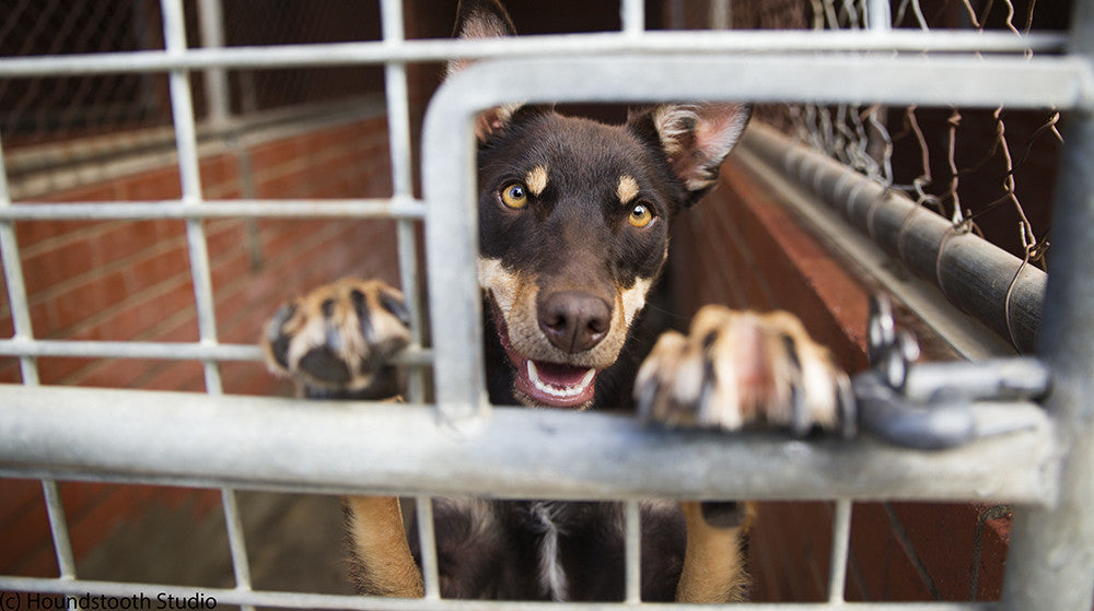 2015 Dog Refuge Fund Raiser - For the Love of Dogs