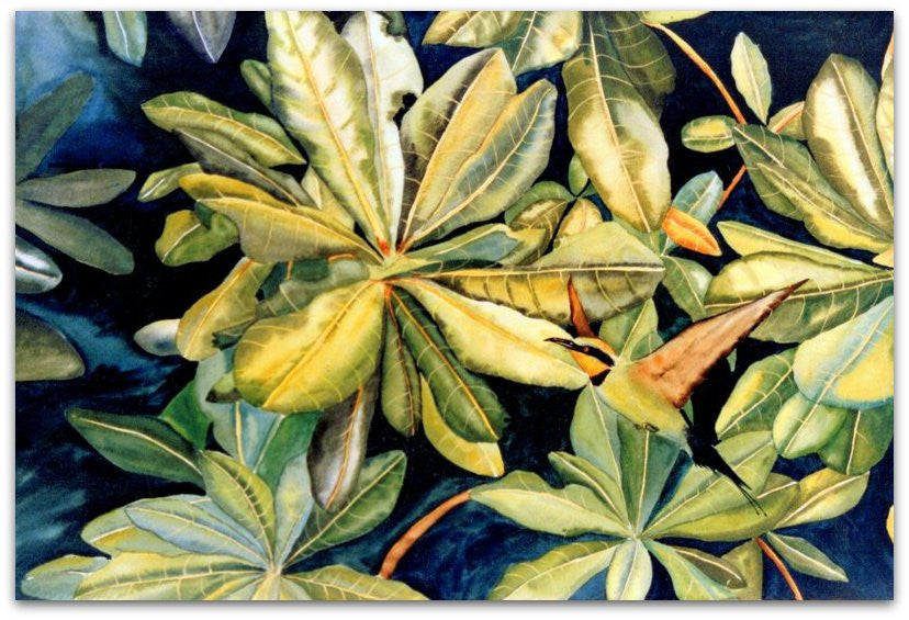 Malay Almond and Honeyeater