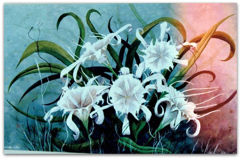 Christmas Lillies