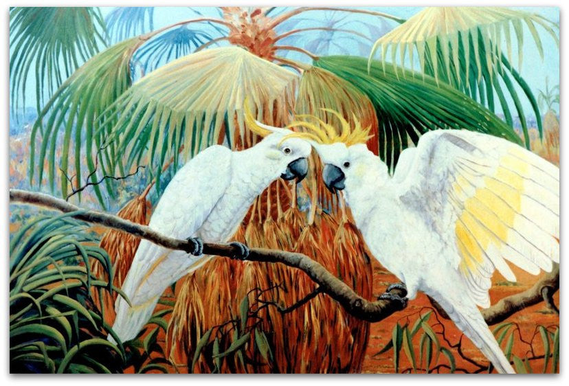 Sulphur Crested Cockatoos