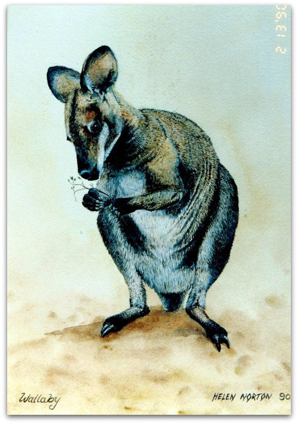 Wallaby