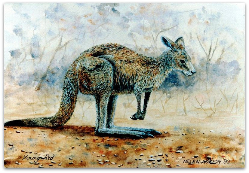 Young Red - Helen Norton Art