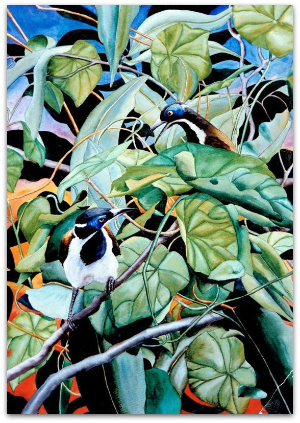 Blue Faced Honeyeater - Helen Norton Art