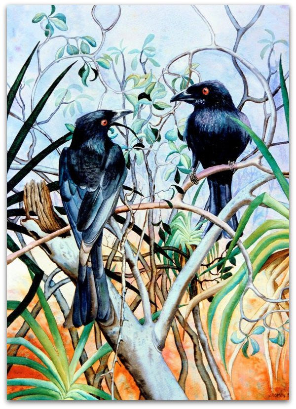 Spangled Drongo