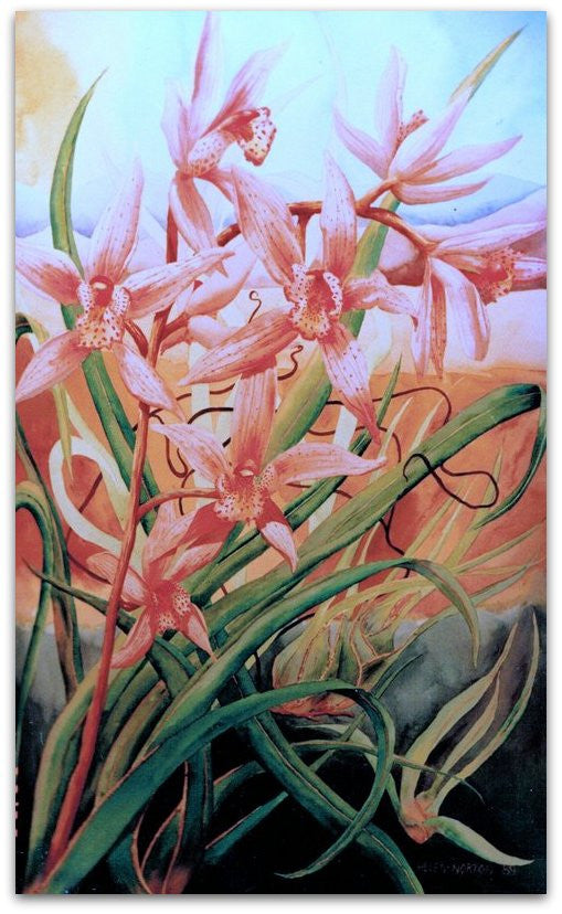 Orchids