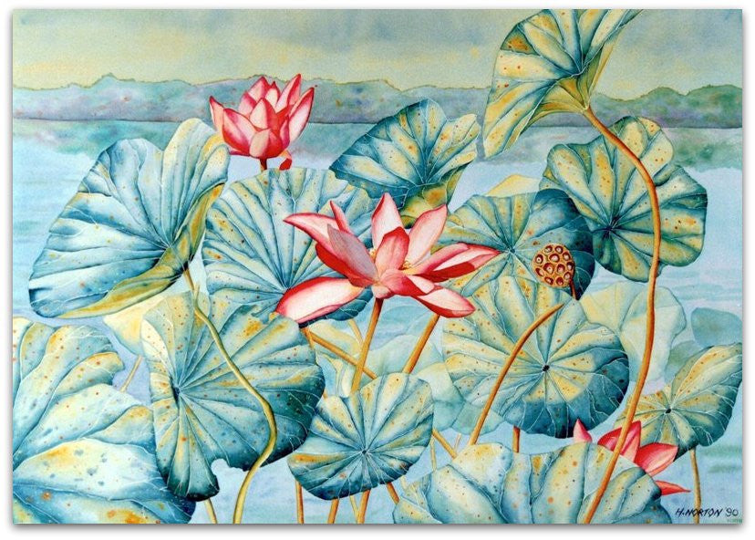 Lotus Lillies - Helen Norton Art