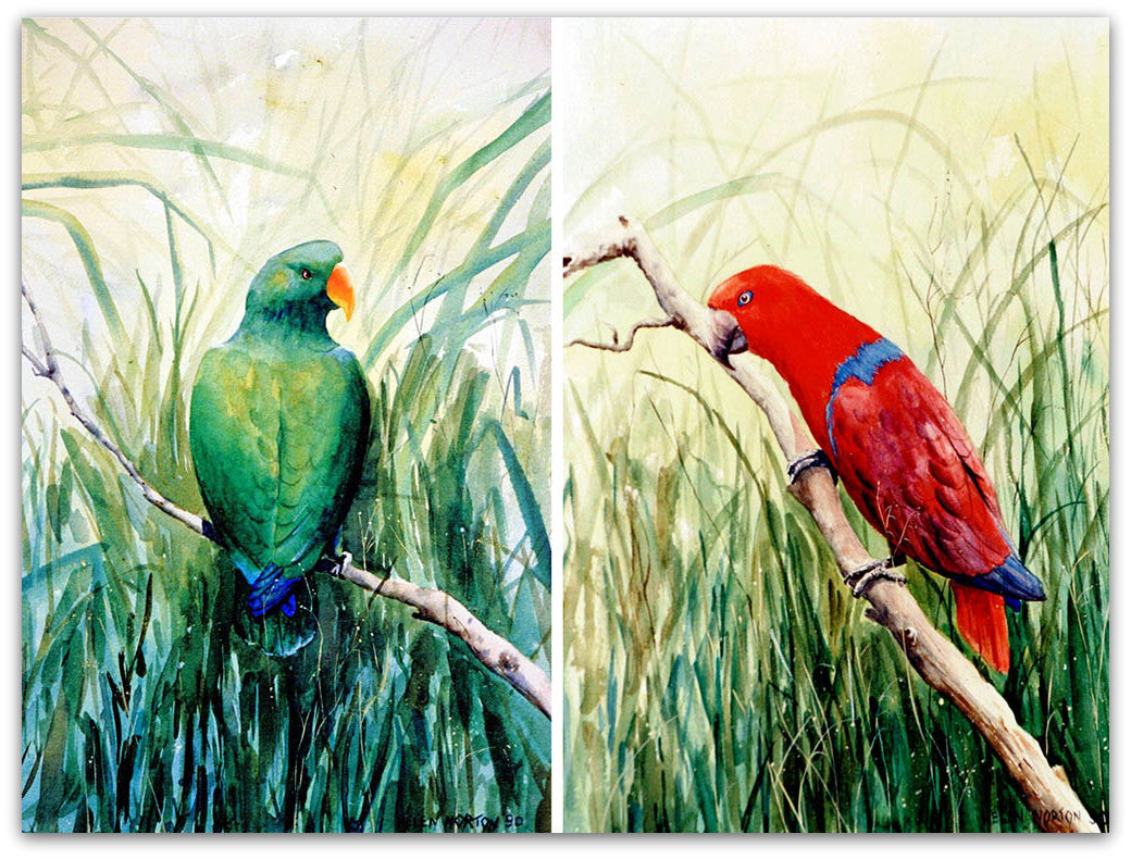 Electus Parrot Pair