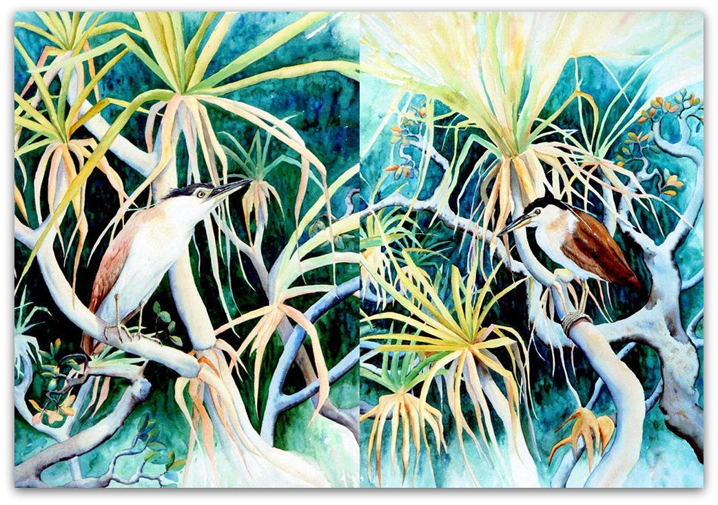 Rufous Night Herons pair