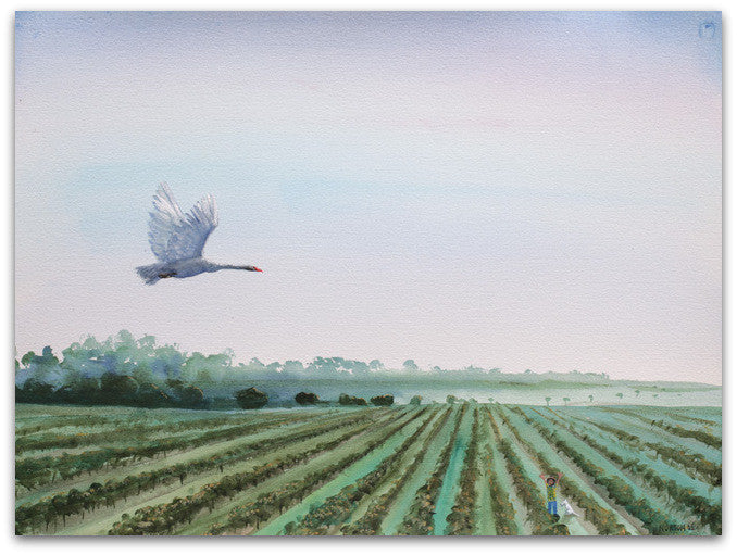 Man's Swan Wish