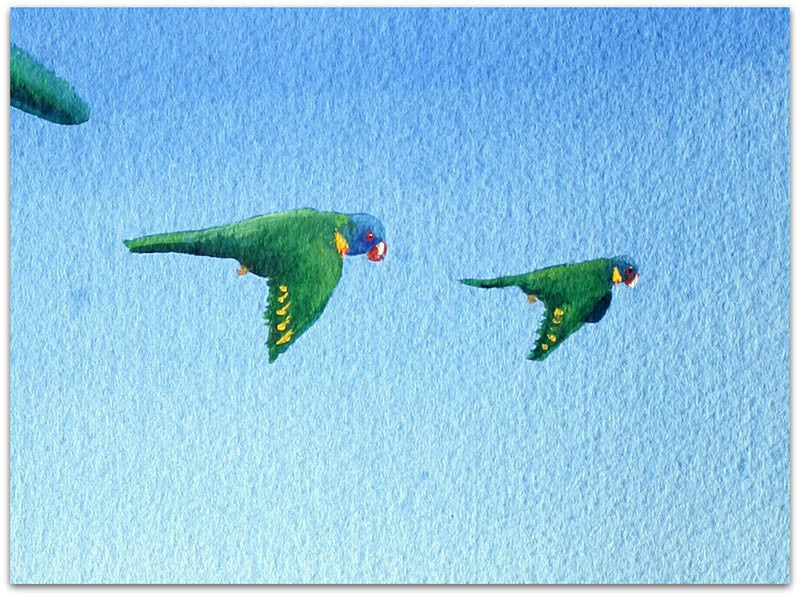 Lorikeets - Helen Norton Art