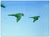 Lorikeets