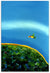 Lorikeet Over Ridge